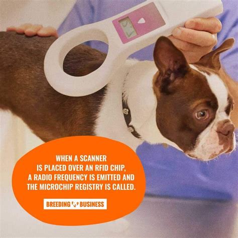 rfid chip for dogs|where are dogs microchips placed.